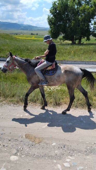Туристические услуги: Конный Туризм Прокат лошадей обучения верховой езде организация — 8