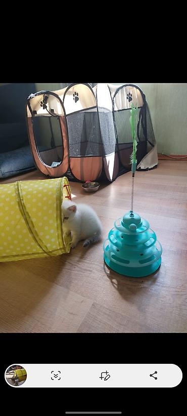 chinchilla kedi: Britan — 6