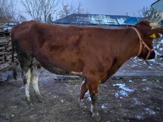 молочные оборудование: Сатам | Уй (ургаачы) | Сүт алуу үчүн | Жасалма жол менен боозутуу