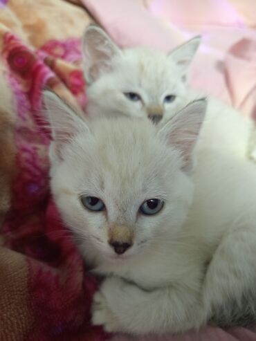 золотистая шиншилла: ОТДАМ В ХОРОШИЕ РУКИ БЕСПЛАТНО!!!!! Котята кремово-белого окраса с