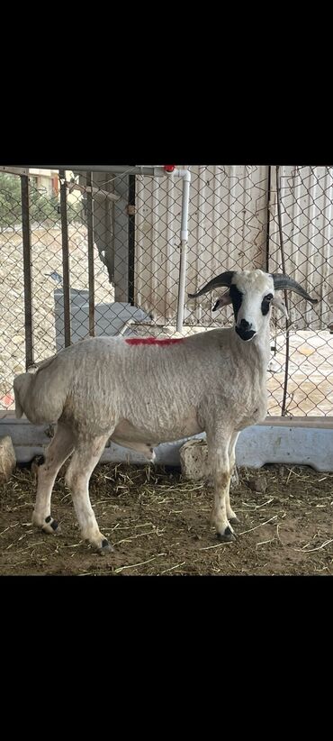 одежда для собак купить: Qurbanlıq quzu və qocların kəsilib pay pay paketlənib ünvana