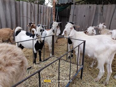 Козы, козлы: Продаю | Козёл (самец) | Зааненская | Для разведения | Племенные — 11