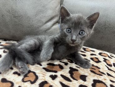 бенгальская кошка сколько стоит: Котята домашние, короткошёрстные, с выразительными серыми и голубыми