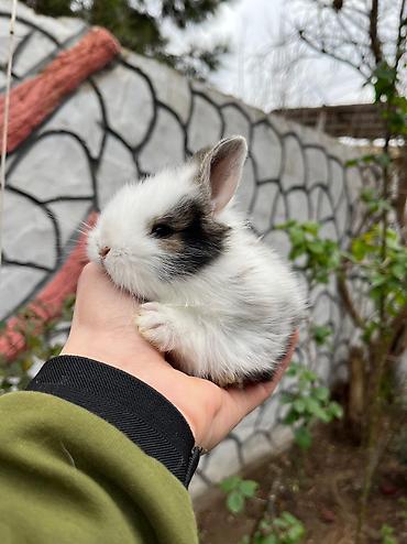 ev itleri qiymeti: Salam🖐🏻. 🎁 Ad günlerinde bayram ve xüsusi günlerde Hediyye seçiminde — 3