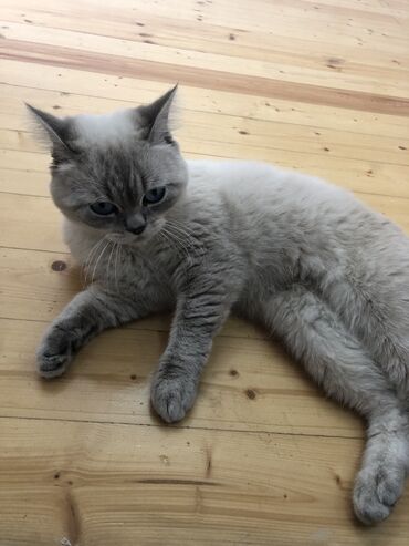отдам котенка в хорошие руки: Tabbi, Erkək, Cütləşmə üçün, Ünvandan götürmə, Ödənişli çatdırılma