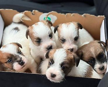 Psi: Oštrodlaki Džek Rasel terijer (Jack Russell Terrier) štenci — 13