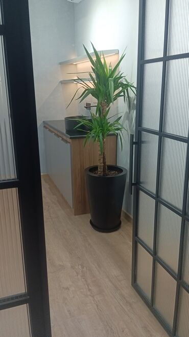 Şitillər: Qazon landşaft #qazon #torf #torf250litrlik Ekolayf #ekolayf balaken — 6