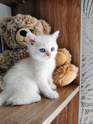 Pişiklər: Britan -da lalafo.az — 4 Pişiklər: Britan — 4