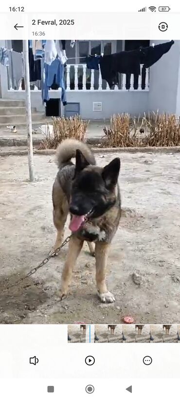 akita inu baku: Akita-inu, 3 il, Dişi, Sənədli, Ünvandan götürmə