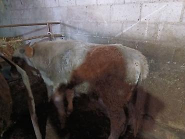 Коровы, быки: Продаю | Бык (самец) | На откорм | Племенные — 22