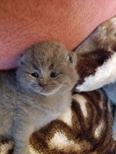 Pişiklər: Şotland — 4