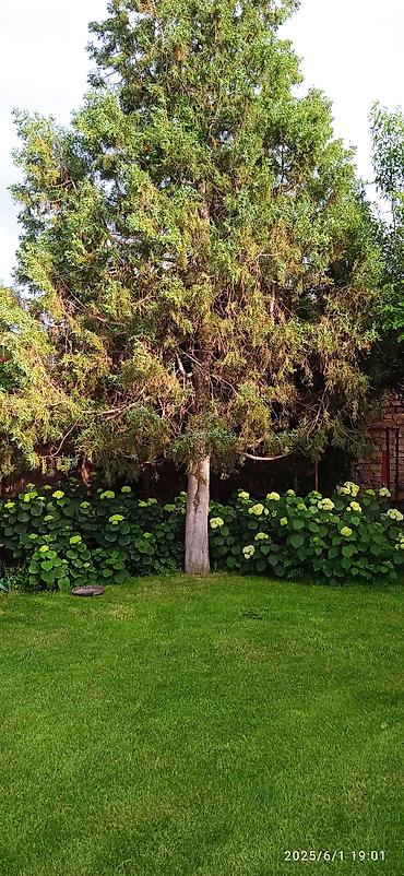 Гортензия: Саженцы Самовывоз — 15