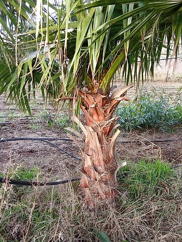 dekorativ bitkiler adlari: Dekorativ bağ bitkiləri – müxtəlif növlər - Fotiniya (Photinia) — 9