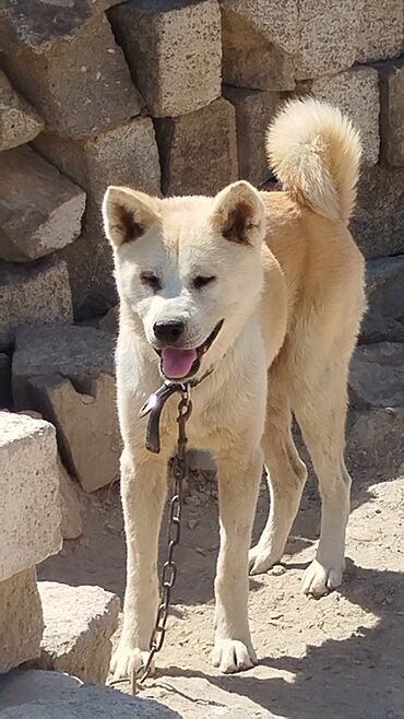 mal inək: Akita-inu, 1 il, Dişi, Peyvəndli, Ünvandan götürmə