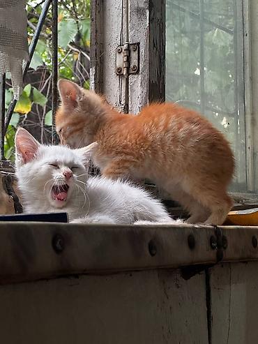 хомяк бесплатно: Кошка даром: Беспородная, 3 месяца, Мальчик — 2