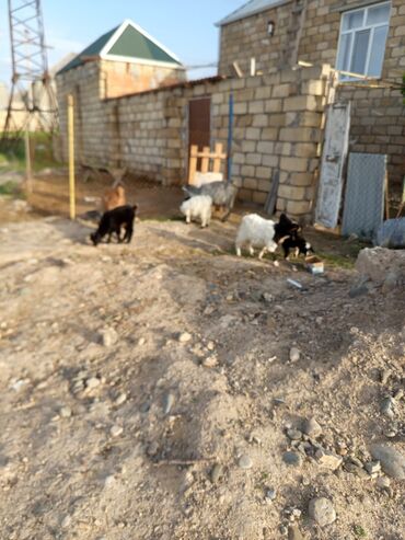Keçi, çəpiş: Keçiler təcili satılır 9 ana 7 bala hamısı bir yerdə 2.500 manat