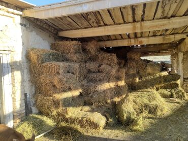 Продажа участков: 15 соток, Красная книга, Договор купли-продажи, Тех паспорт at lalafo.kg — 5 Продажа участков: 15 соток, Красная книга, Договор купли-продажи, Тех паспорт — 5