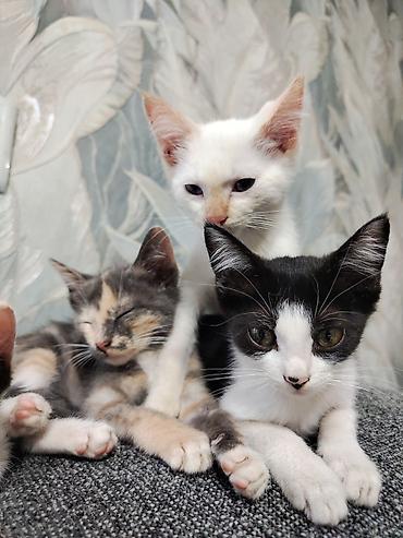 Котята, помёт из трёх малышей: - Трёхцветная девочка с мраморным at lalafo.kg Котята, помёт из трёх малышей: - Трёхцветная девочка с мраморным