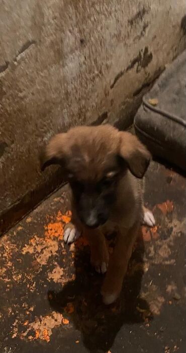 бельгийская овчарка бишкек: Овчарка, 2 айлык, Ургаачы