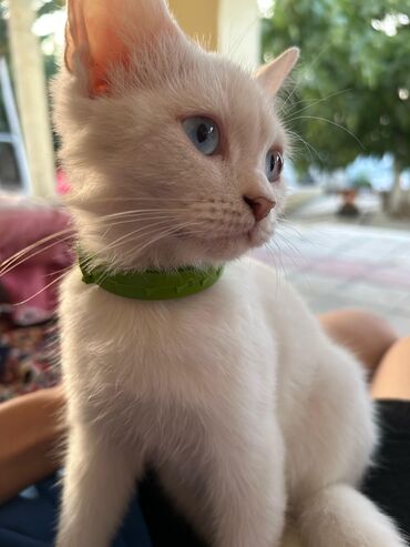 Pişiklər: Dişi, Yaxşı əllərə, Ünvandan götürmə — 11