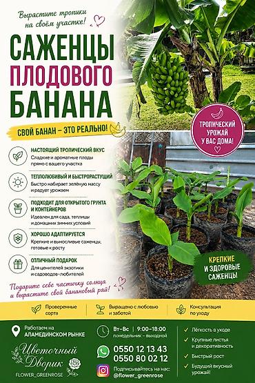 фрукты банан: Саженцы плодовых бананов в наличии — 1
