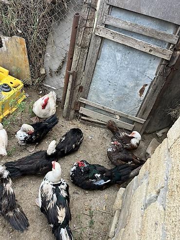 gəncə toyuq satan: Salam diqqetle oxuyun zehmet deilsə 18 manatdan 35 manata kimi 18 — 7