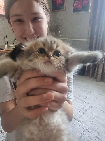 кошк: Скотиш Страйт (Шотландиялык тик кулактуу), 2 айлык, Эркек, Алтын шиншилла — 5