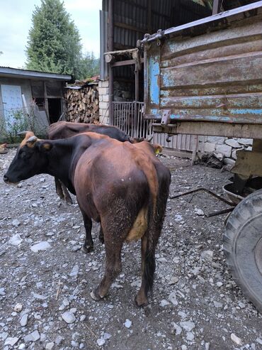 simmental cinsi: Dişi, il: 4, 1 kq, Damazlıq, Südlük, Ünvandan götürmə