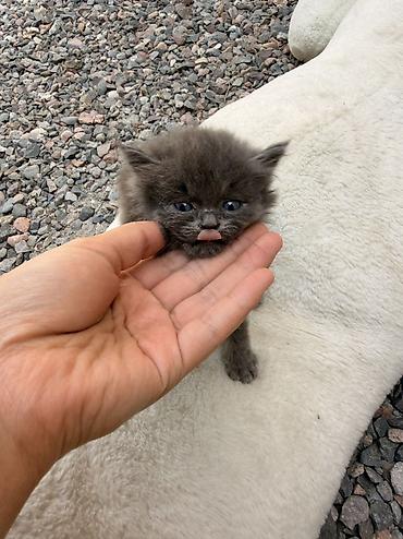 отдам даром котенка бишкек: 1 месяц, Девочка, Метис — 4