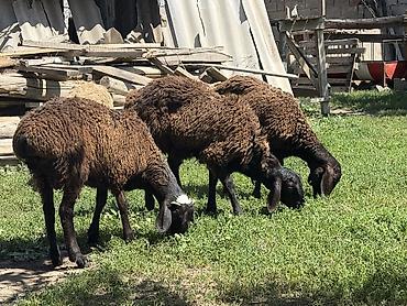 Баран, овца: Продаю | Баран (самец) at lalafo.kg — 18 Баран, овца: Продаю | Баран (самец) — 18