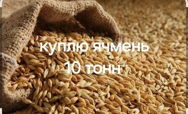 арпа баасы: Куплю ячмень 10 тонн по 18 сом