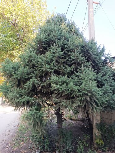 шланг цена за метр: Ель голубая (Picea pungens), декоративная, взрослое сформированное