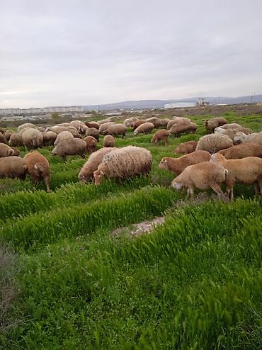 Qoyunlar, qoçlar: Dişi, il: 1, Damazlıq, Ünvandan götürmə — 10