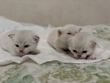 Şotland, Erkək, Dişi