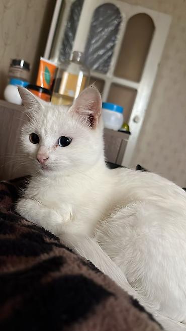 cutlesdirmek ucun pisik: Dişi, Yaxşı əllərə — 2
