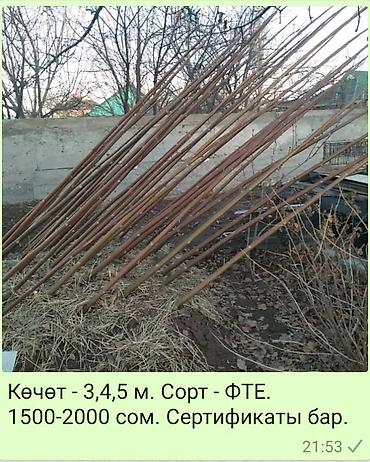 черенок: Кут-дарак Павловния (зет-07 pao tong) көчөттөрү, оригинал супер гибрид — 3