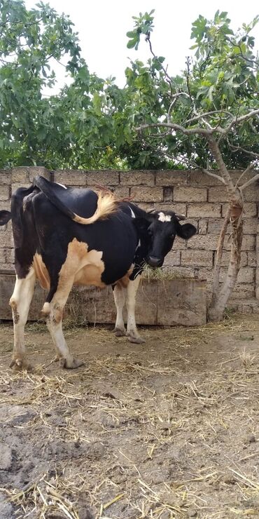 cins ineklerin satisi 2019: Dişi, il: 3, Damazlıq, Südlük, Ətlik