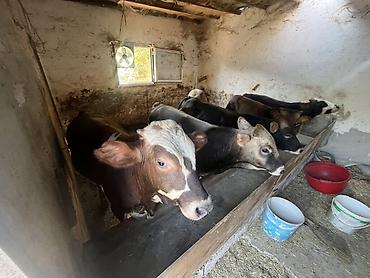 Рогатый скот: Xaricde dogulub ferma seraitinde boyume heyvanlar ilk 2 ayi — 8