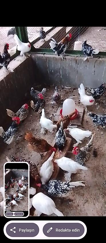afçarka satılır: Toyuq, Damazlıq, Ünvandan götürmə — 4