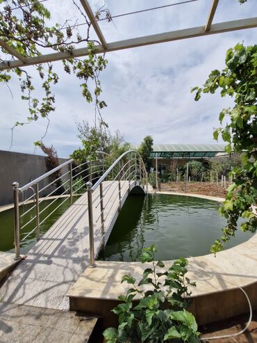 Balıqlar: Qızıl balıq, Sülhsevər, Ünvandan götürmə — 3