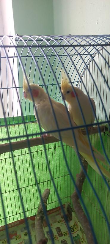 Tutuquşları: Salam Erkek Satilir Tam cute hazir Yas yarimliq.Disi uctu deye tek — 6