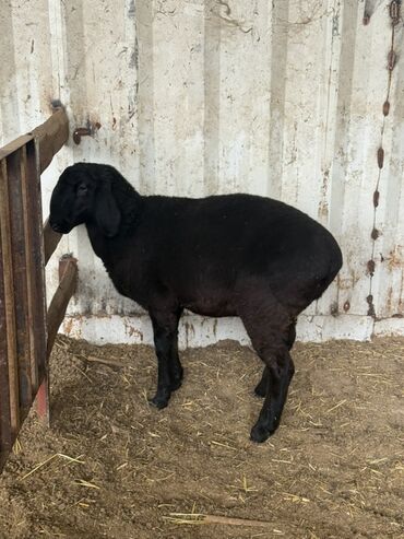 Бараны, овцы: Продаю | Овца (самка) | Для разведения — 8