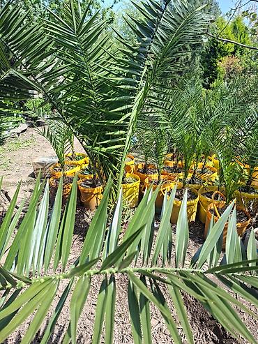 Ağaclar: Ağac, gullerin satişi — 2