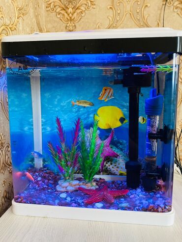 akvarium 90x40x50: Dördbucaq akvarium, Balıqlarla birlikdə, 10 l, Ünvandan götürmə