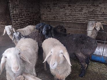 Баран, овца: Продаю | Баран (самец) | Для разведения | Осеменитель — 5