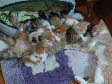 Su və yem qabları: Məhsul: Pişiklər üçün 3 bölməli yem və su qabı dəsti Təsvir: - Üç — 7