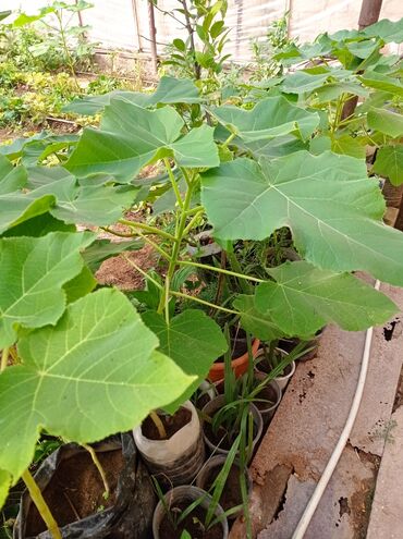 Ağaclar: Pavloniya (Adəm agaclar)satılır .her ölçüdə ağaclar var 5 manatdan 25 -da lalafo.az — 16 Ağaclar: Pavloniya (Adəm agaclar)satılır .her ölçüdə ağaclar var 5 manatdan 25 — 16