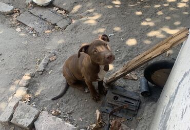 pitbull tap az: Pitbul, 4 ay, Dişi