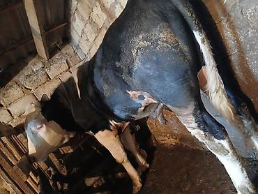 Dana, buzov: Dana, buzov, Erkək, Simental, ay: 1, 220 kq, Ətlik, Ünvandan götürmə -da lalafo.az — 5 Dana, buzov: Dana, buzov, Erkək, Simental, ay: 1, 220 kq, Ətlik, Ünvandan götürmə — 5