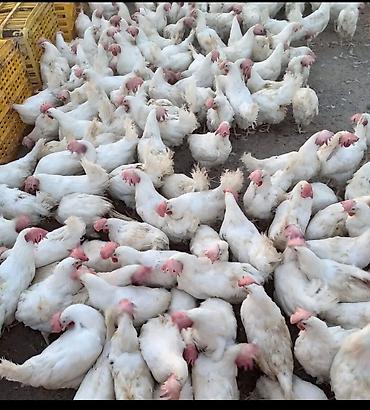 ağ toyuq: Ağ rəngli toyuqlar – yumurta və ətlik istiqamət üçün - Cins: ağ — 1